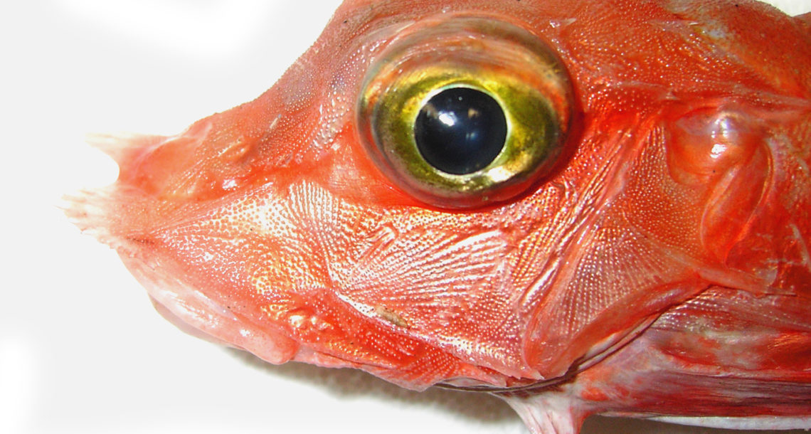 Occhio di un pesce freschissimo